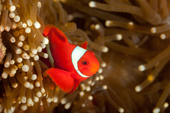 Maroon clownfish, Premnas biaculeatus, commonly known as spine-cheeked anemonefish