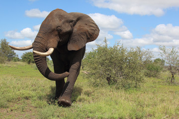 Afrikanischer Elefant / African elephant / Loxodonta africana