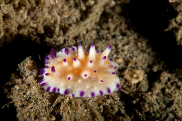 Mexichromis multituberculata