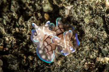 Two Micromelo undatus