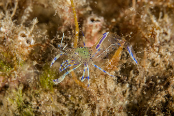 Periclimenes aegylios Partner shrimp