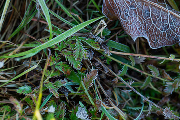Closeup view of different autumn plants covered with frost in cold frosty morning. Horizontal color photography.