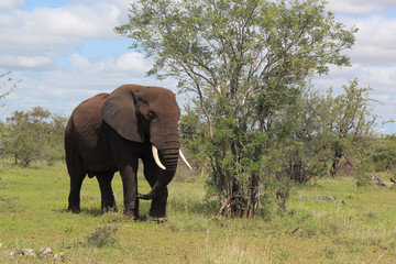 Fototapeta premium Afrikanischer Elefant / African elephant / Loxodonta africana