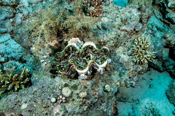 Tridacnidae, common name, the giant clams
