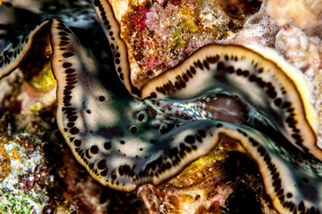 Tridacnidae, common name, the giant clams