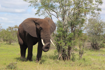 Obraz premium Afrikanischer Elefant / African elephant / Loxodonta africana