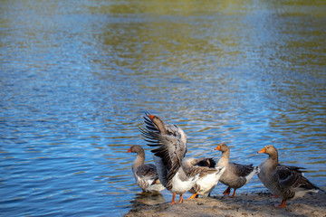 Group of brown male and female geese standing on shore of river. Horizontal color photography.