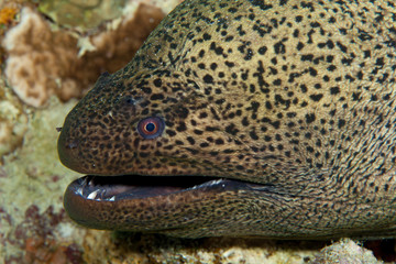 Obraz na płótnie Canvas Giant Moray Eel - Gymnothorax javanicus