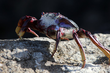 rote_Klippenkrabbe