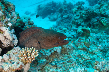 Fototapeta na wymiar Giant Moray Eel - Gymnothorax javanicus