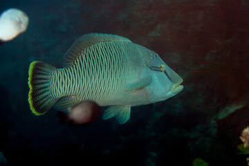 Naklejka premium The humphead wrasse (Cheilinus undulatus) Napoleon fish, Napoleonfish