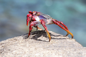 rote_Klippenkrabbe