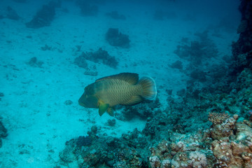 The humphead wrasse (Cheilinus undulatus) Napoleon fish, Napoleonfish
