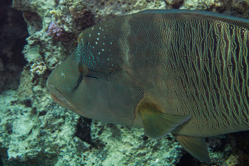 The humphead wrasse (Cheilinus undulatus) Napoleon fish, Napoleonfish