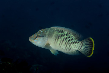 Naklejka premium The humphead wrasse (Cheilinus undulatus) Napoleon fish, Napoleonfish