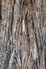 Closeup Tree Bark Texture Background