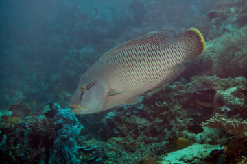 Fototapeta premium The humphead wrasse (Cheilinus undulatus) Napoleon fish, Napoleonfish