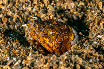Napoleon snake eel, Ophichthus bonaparti, also known as the Napoleon eel, the Purplebanded snake...
