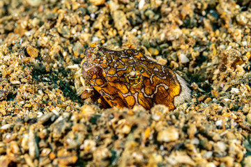 Napoleon snake eel, Ophichthus bonaparti, also known as the Napoleon eel, the Purplebanded snake...