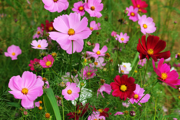 Cosmos flowers blooming in the garden