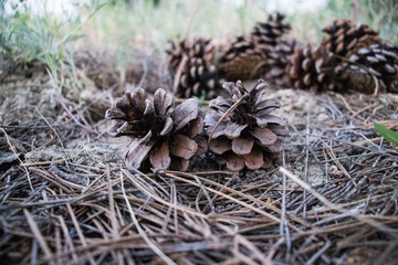Green pine cone on spilled pine leaves