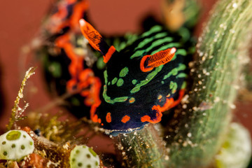Nembrotha seaslug