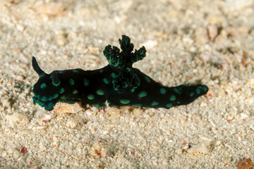 Obraz na płótnie Canvas colourful sea slug, a polycerid nudibranch, Nembrotha cristata