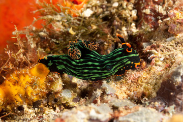 variable neon slug or the dusky nembrotha, Nembrotha kubaryana