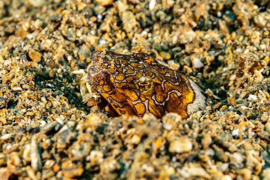 Napoleon snake eel, Ophichthus bonaparti, also known as the Napoleon eel, the Purplebanded snake eel, or the Saddled snake-eel is an eel in the family Ophichthidae