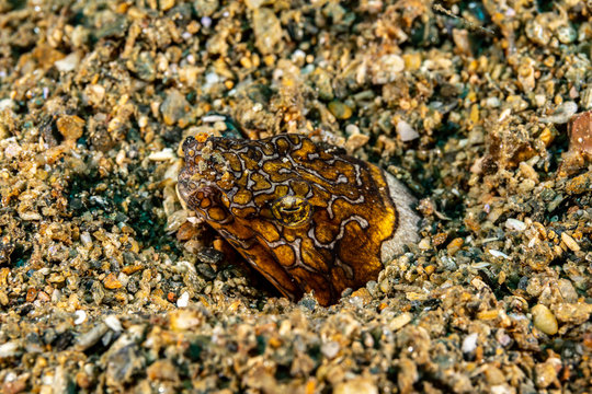 Napoleon snake eel, Ophichthus bonaparti, also known as the Napoleon eel, the Purplebanded snake eel, or the Saddled snake-eel is an eel in the family Ophichthidae