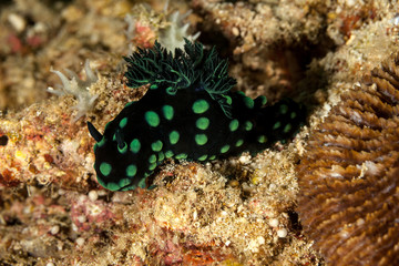 colourful sea slug, a polycerid nudibranch, Nembrotha cristata