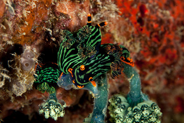 Three Nembrotha seaslugs