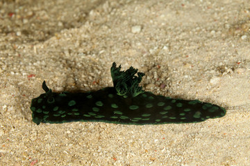 colourful sea slug, a polycerid nudibranch, Nembrotha cristata