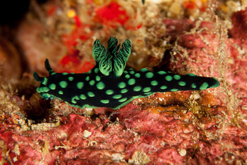 Nembrotha seaslug
