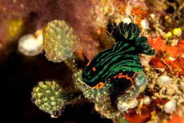 Nembrotha seaslug