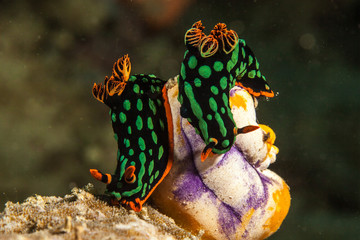 Two Nembrotha seaslugs