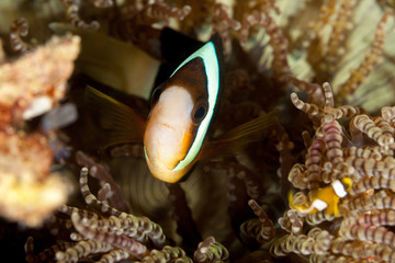 Clownfish or anemonefish are fishes from the subfamily Amphiprioninae in the family Pomacentridae