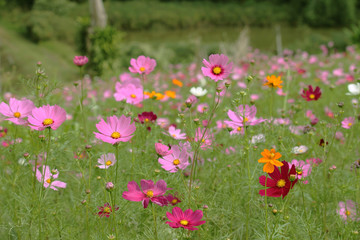 Cosmos flower with blurred background