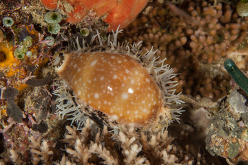 Fototapeta na wymiar Cypraeidae cowry sea snails