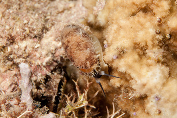 Muricoidea Olividae sea snails