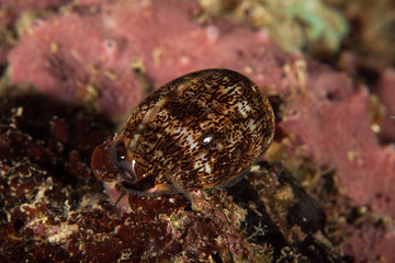 Cypraeidae cowry sea snails