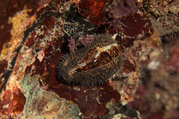 Cypraeidae cowry sea snails