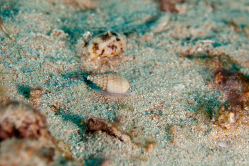 Muricoidea Buccinidae sea snails