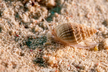 Muricoidea Buccinidae sea snails