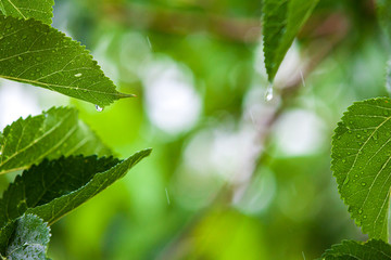 Water drops, streams and splashes during rain against the background of green elm foliage. Rainy weather in the forecast. Sleep and relax with the rainy mood.