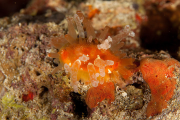 Cypraeidae cowry sea snails