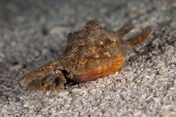 Lambis lambis sea snails
