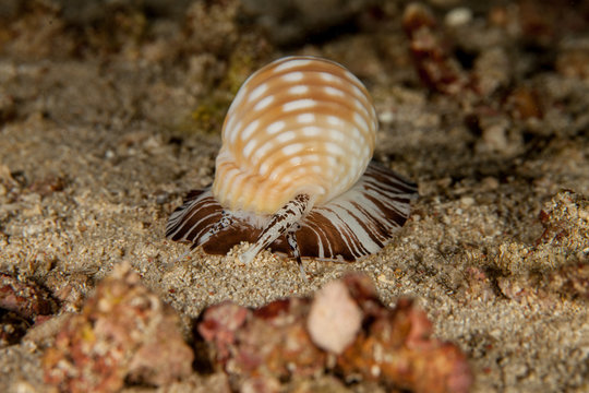 Malea Pomum sea snails