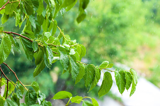 Water drops, streams and splashes during rain against the background of green elm foliage. Rainy weather in the forecast. Sleep and relax with the rainy mood.
