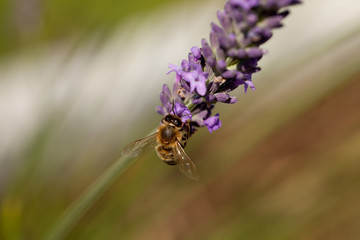 A honey bee (or honeybee) on lavender, Apis